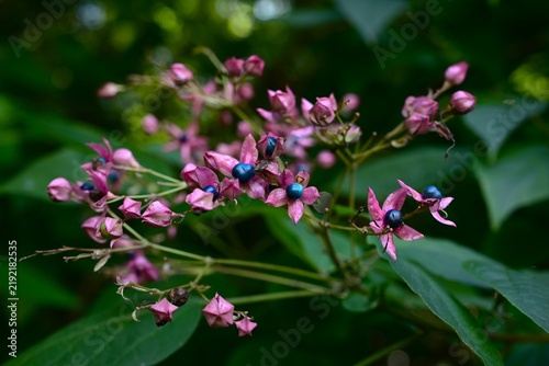 Принти на полотні Harlequin glory bower fruit (drupes)