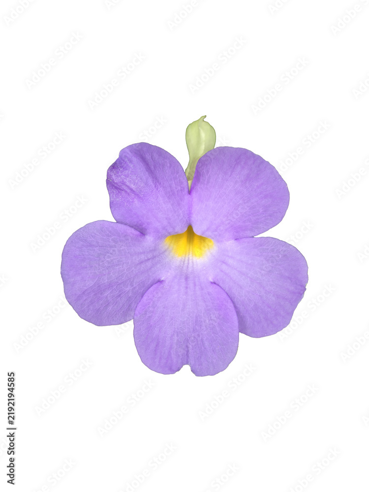 Obraz premium Isolated thunbergia or erecta flower with clipping paths.