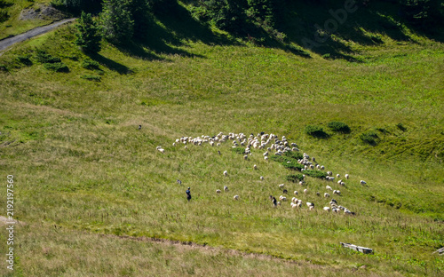 High angle shot of a flock of sheep grazing across a lush, sunlit mountain pasture, tended by a shepherd. Ideal idyllic rural countryside landscape for travel