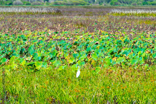 Mamukala Wetlands in Kakadu National Park - Australia