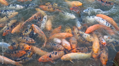Obraz na płótnie koi fish in pond