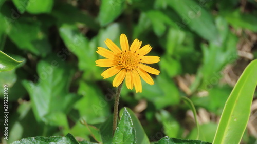 Obraz na płótnie yellow dandelion flower