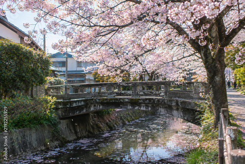 Cherry Blossoms Over a Traditional Stone Bridge in a Peaceful Japanese Neighborhood