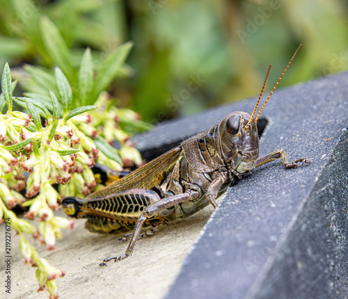 Obraz na płótnie differential grasshopper Melanoplus differentialis pest herringbone pattern hind