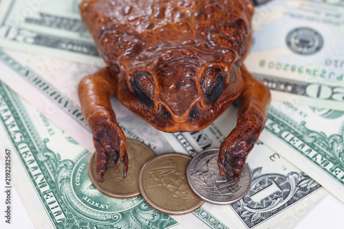 Fotografie Close-up of a toad resting on US dollar banknotes and coins