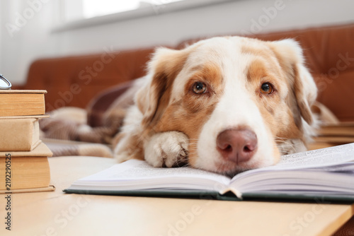 Cute Australian Shepherd dog with books on sofa in living room