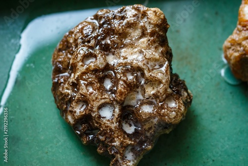 Obraz na plátně Fossilized colonial coral sample bubbling as hydrochloric acid reacts with calci