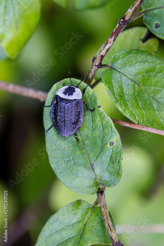 Foto American carrion beetle Necrophila americana on dogwood leaf