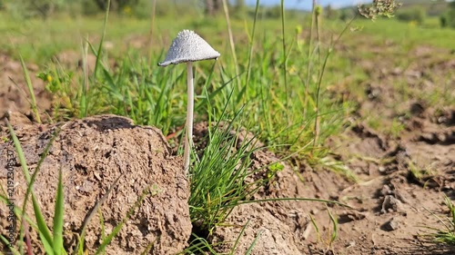 A solitary wild white mushroom growing among grass and dry soil in a sunlit meadow during spring, surrounded by natural vegetation.
📍 Marivan, Kurdistan, Iran 