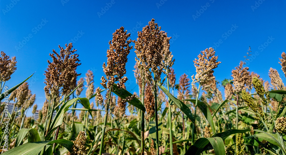 Obraz premium Sorghum panicles against a blue sky in China - sorghum crop detail