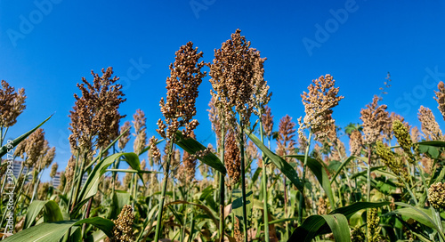 Принти на полотні Sorghum panicles against a blue sky in China - sorghum crop detail