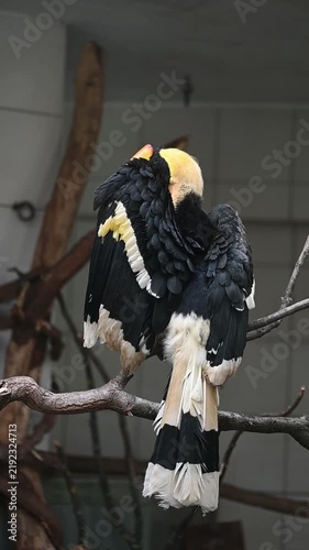Great Hornbill Preening Feathers Under Its Wing While Perched on a Branch