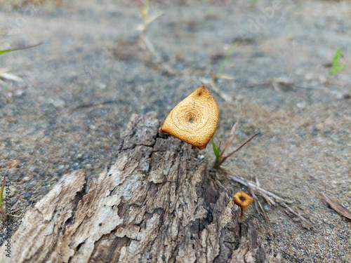 Foto Golden Small Mushrooms Growing on Dead Wood in Nature