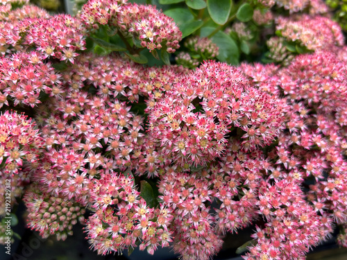Fotografía Sedum seduction rose charm