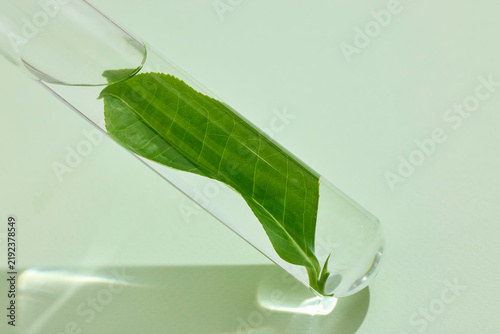 A single green tea leaf resting in a clear glass of water, highlighting its shape, glossy surface and natural green color in a minimalist composition.