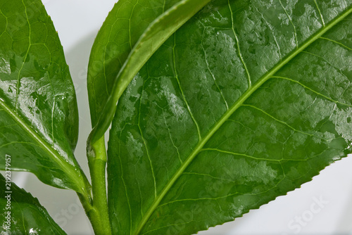 Macro detail of overlapping green tea leaves with prominent midribs and branching veins, revealing their glossy surface and natural botanical texture