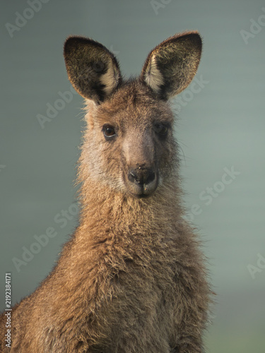 Obraz na płótnie Kangaroo portrait