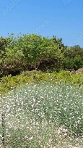 Vertical video of Juniper on Kedrodasos beach with cushions of Splendid Bindweed. Crete, Greece