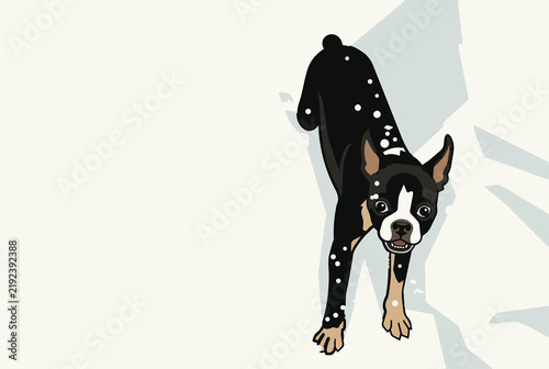 High angle overhead view of a cute Boston Terrier dog playing in winter snow covered in snowflakes, minimal graphic flat vector illustration.