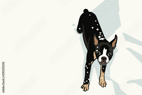 High angle overhead view of a cute Boston Terrier dog playing in winter snow covered in snowflakes, minimal graphic flat vector illustration.