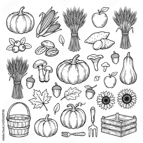 Autumn Harvest Food and Thanksgiving Hand Drawn Vector Collection