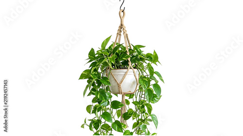 Hanging potted ivy plant with white pot Isolated on Transparent background