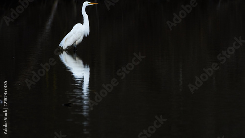 Принти на полотні great white egret hunting on calm water. with full reflection