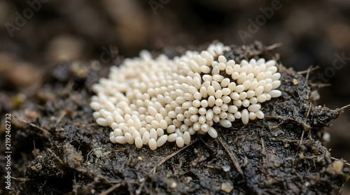 Top View Macro Close Up of Dense Cluster of Black Soldier Fly Eggs on Moist Soil