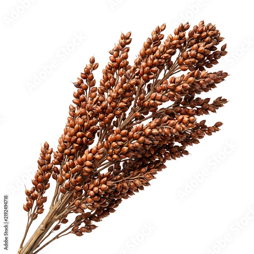 Sorghum Seed Head Isolated On Transparent Background