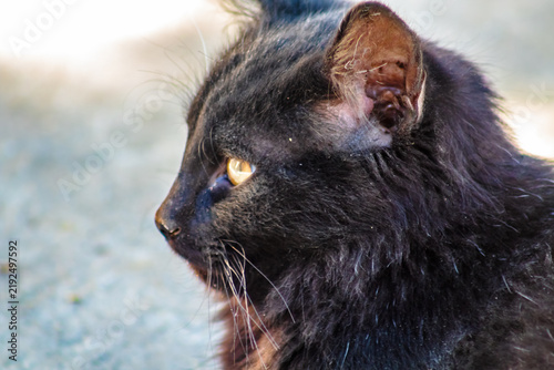 Принти на полотні black cat with yellow eyes