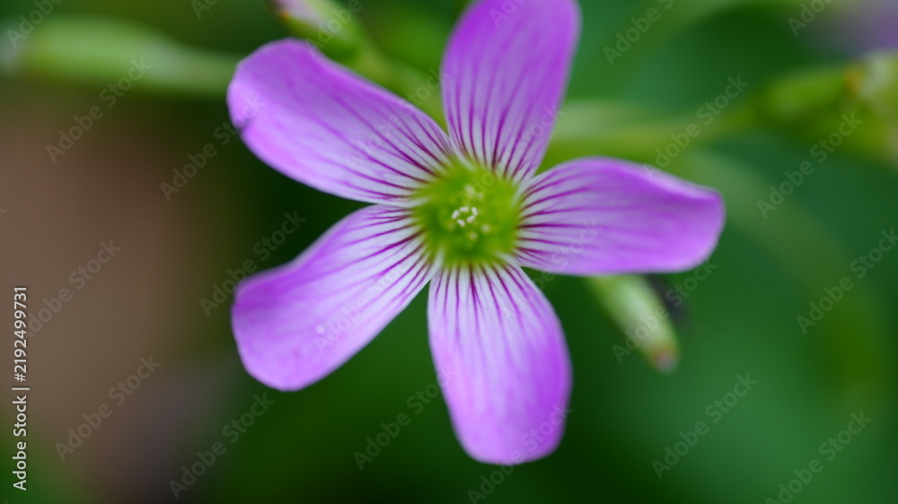 Obraz premium Close up macro shot of a beautiful pink woodsorrel flower with delicate purple veins and five petals blooming in a lush garden with a soft blurred green background for botanical design.