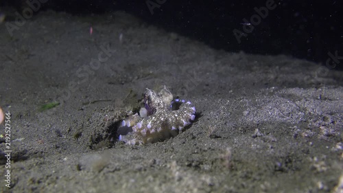 Coconut octopus (Amphioctopus marginatus) sits outside its burrow as a human hand approaches from the left. The octopus darkens on its left side and briefly pushes the hand away.