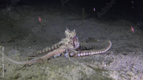 Coconut octopus (Amphioctopus marginatus) emerges from its burrow and gently feels the diver’s fingers with its arms, even touching one with its beak before returning to the burrow.