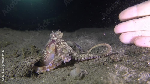 Coconut octopus (Amphioctopus marginatus) sits partly outside its burrow and actively catches passing prey during a night dive. It gently touches and feels the diver’s fingers several times but shows 