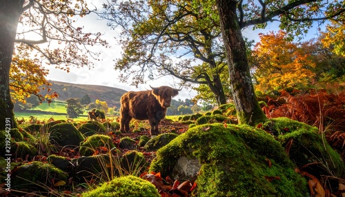 Highland Cow Amid Autumns Tranquil Landscape
