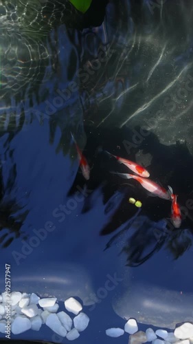 Colorful koi fish in a tranquil pond with dark reflective water and fresh green leaves. Peaceful outdoor image for zen, harmony and garden themes.