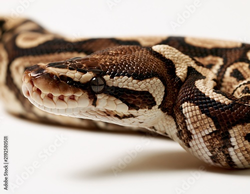 Tapety artystyczne Closeup of brown python head with patterned scales