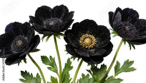 Konstfotografi Four dark black anemone flowers with golden stamens, isolated on transparent bac