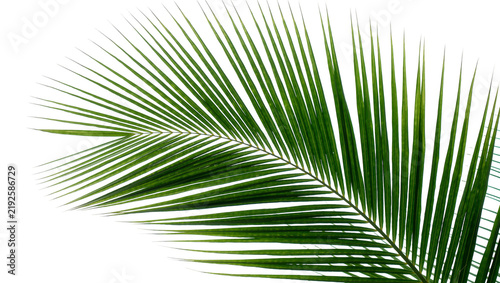 Konstfotografi Vibrant green palm frond with delicate feathery leaves, isolated on transparent