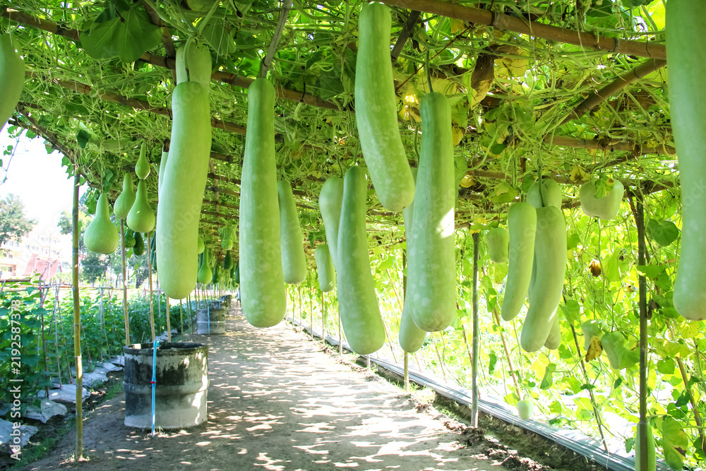 Obraz premium Big long green lagenaria siceraria hanging