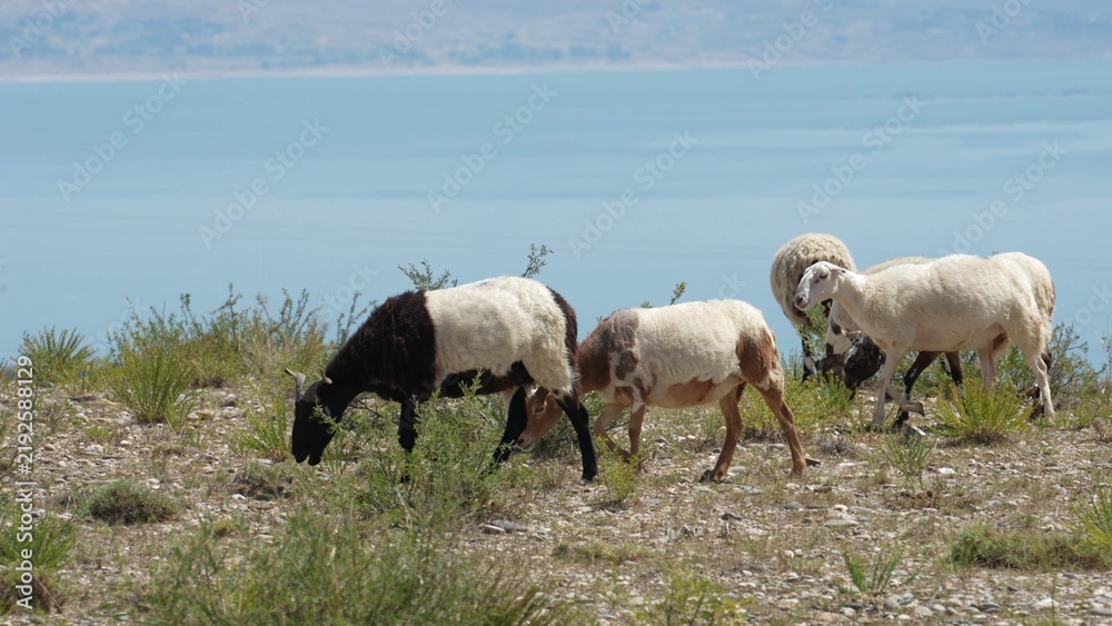 Fototapeta premium Sheep grazing on the grassy hillside by the lake