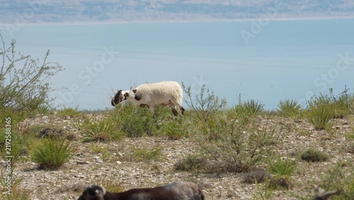 Obraz na plátně white sheep grazing on grassy hillside near lake