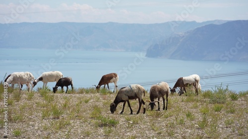 Obraz na plátně herds of sheep grazing on the grassy lakeside hillside
