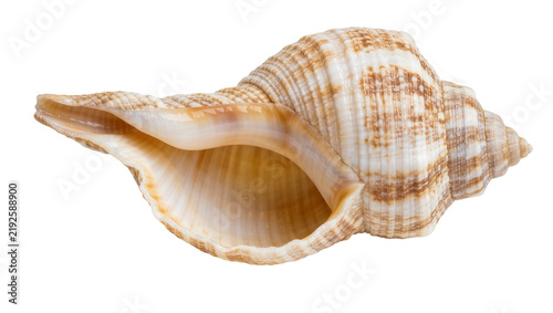 Foto Detailed spiral seashell with brown stripes, isolated on transparent background