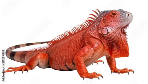 Foto Vibrant red iguana with spiky crest, isolated on transparent background