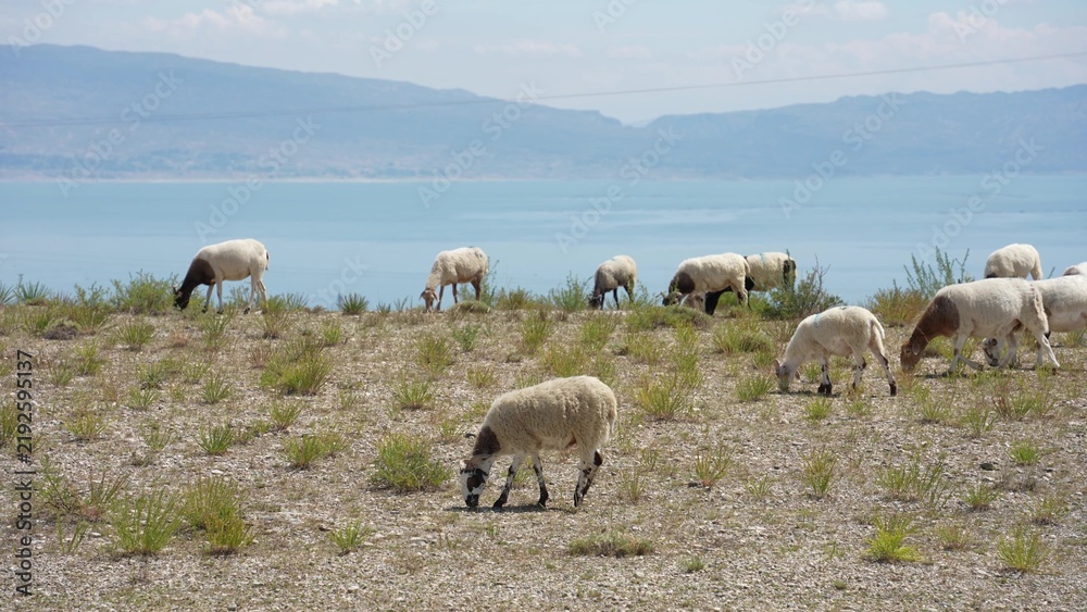 Fototapeta premium Sheep grazing on grassy hillside near lake