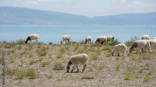 Obraz na plátně Sheep grazing on grassy hillside near lake