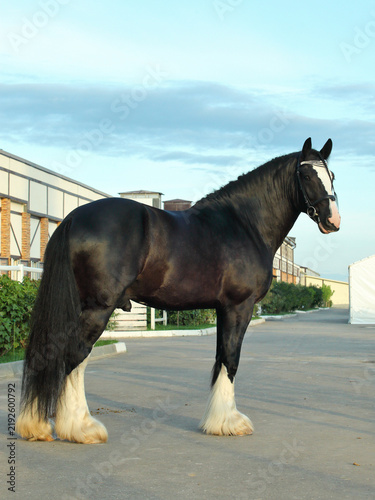 Shire horse. Black stallion on a summer farm
