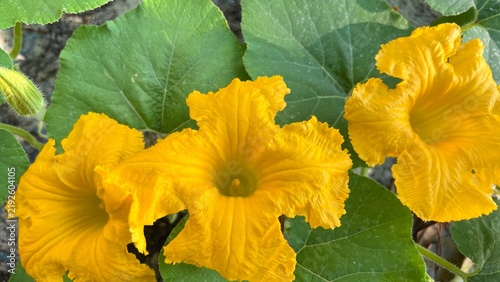 yellow pumpkin flowers, landscape with pumpkin flowers