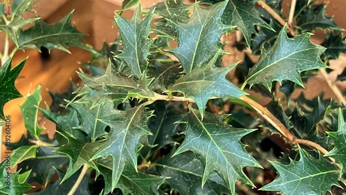 holly leaves, leaves used for protection against evil, thorny leaves, plant leaves used for Christmas